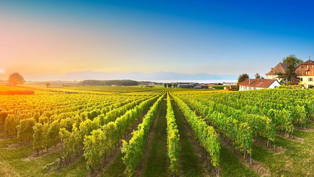 Panorama sur les vignes