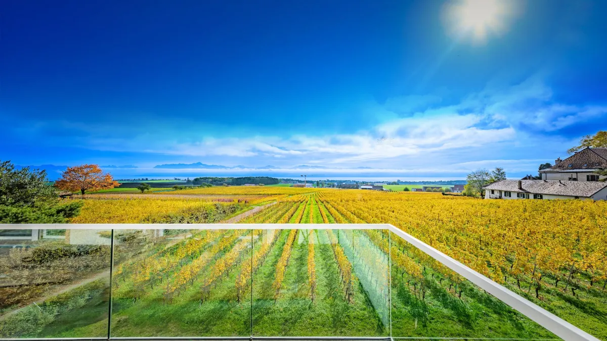 Vignes