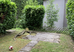 1 pièce avec jardin à Pully !